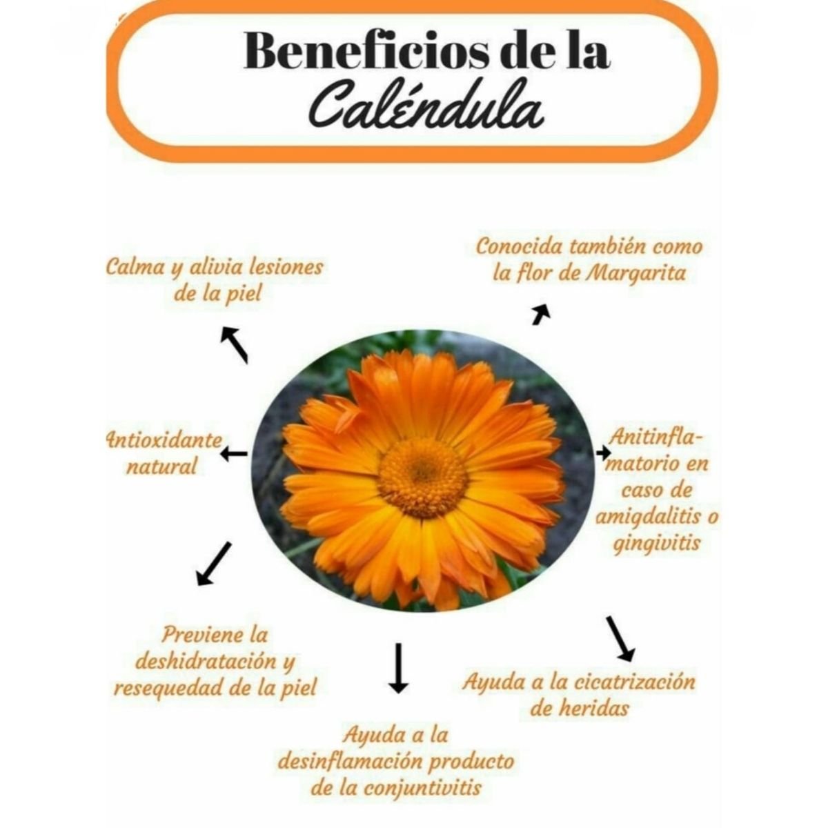 Crema facial de Caléndula para piel sensible y rosácea, bálsamo calmante natural para reducir rojeces e inflamación cutánea.
